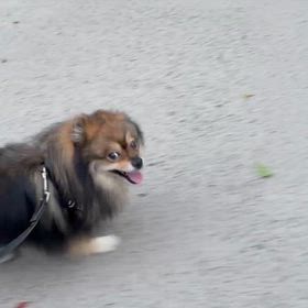 手術した…の画像