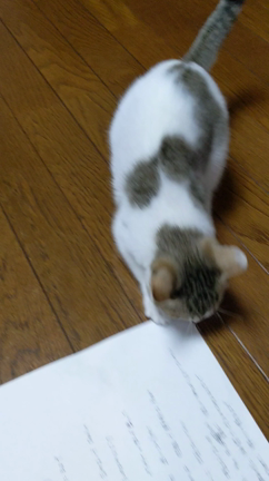 仔猫ちゃんの記事動画