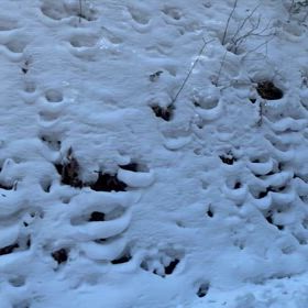 暑い国の使者に 雪を見せる旅の画像