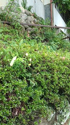 定義山 西方寺の記事動画