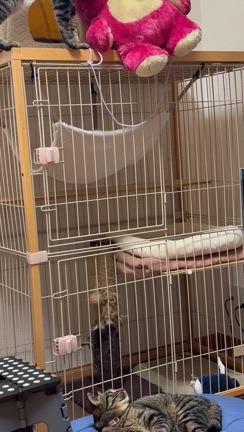 知恵をつけた猫の記事動画