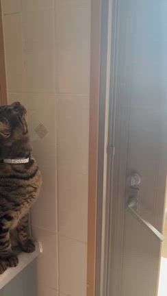 脱走したがる　愛猫の記事動画