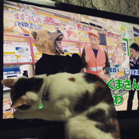 ＊動くみーこさん＊の画像