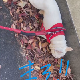 紅葉の上をいく男の子の画像