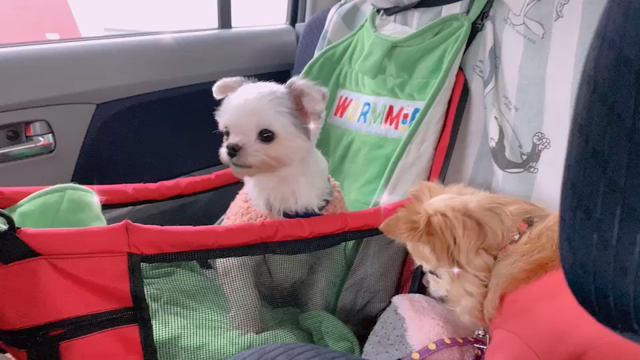 新しく家族が増えました(*Ü*)の記事動画