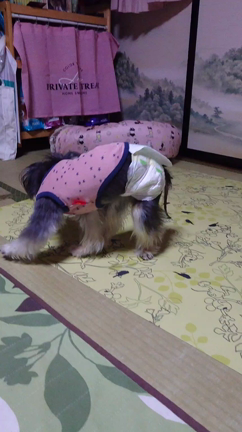 涼しくなってきたね(゜-^*)/の記事動画