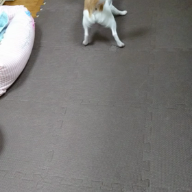 じゃれているのか、ケンカしてるのか？の画像