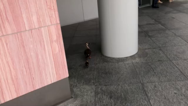 カモの親子が❗️の記事動画