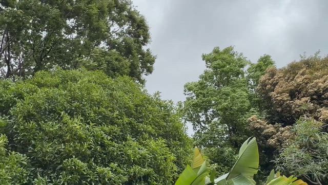 台風一過で愛犬と庭でティータイム‼️の記事動画