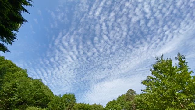 軽井沢の空はウロコ雲に覆われ・・・の記事動画