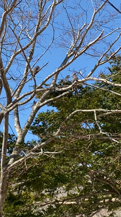 鳥に観察される私。の記事動画