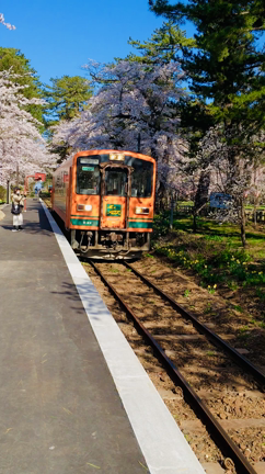 青森津軽桜レポ③芦野公園の記事動画