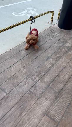 1日2回の◯◯の記事動画