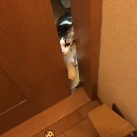 猫？の画像