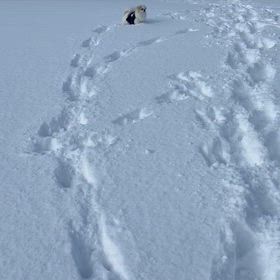 雪の中の画像