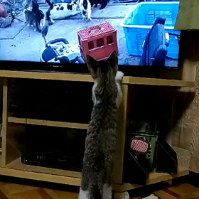 今日のツブ君    子猫の画像