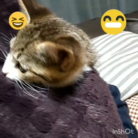 仔猫    つぶ君♂②の画像