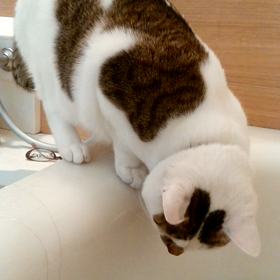 みーたの画像