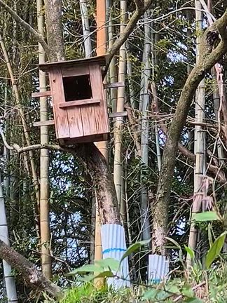フクロウの記事動画