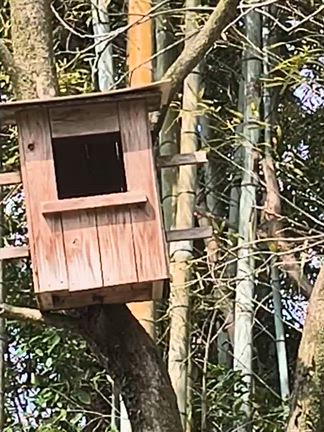 フクロウの記事動画