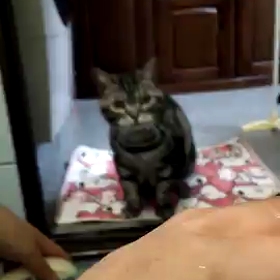 シャワー好きな猫の画像