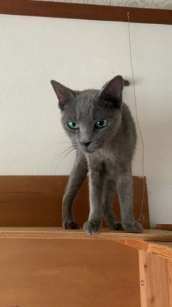 繁殖引退猫さんの記事動画