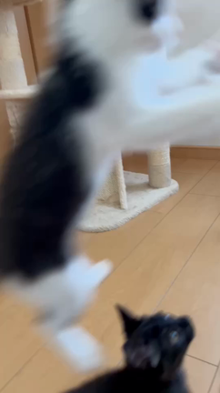 まとめての更新の記事動画