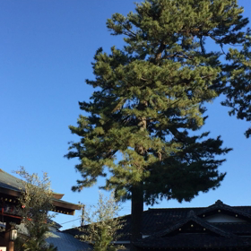 初詣の画像