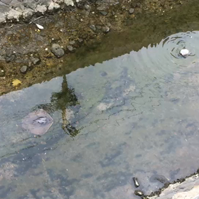 かめやっぱ好き〜〜の画像