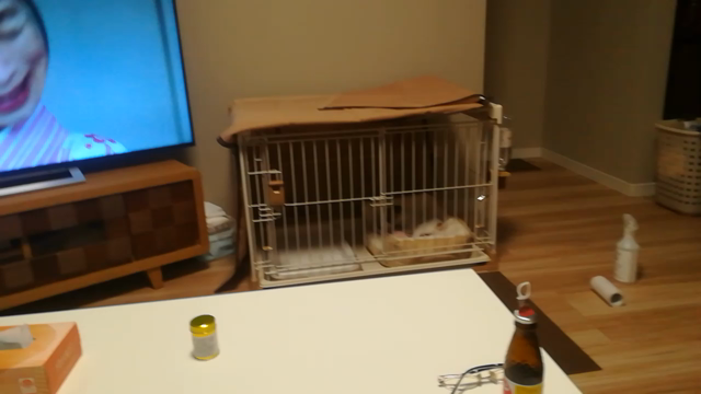 6日目の記事動画