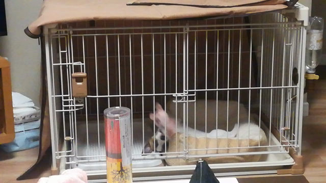 6日目の記事動画