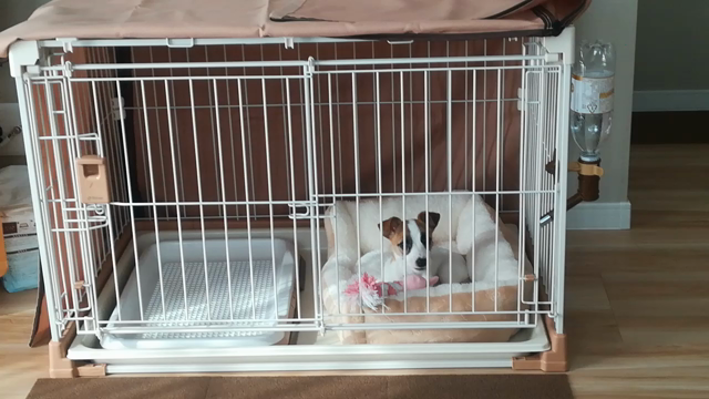 6日目の記事動画