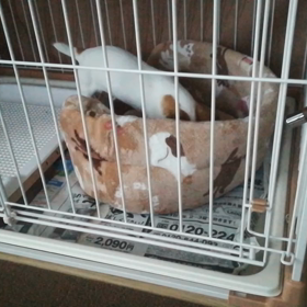 4日目の画像