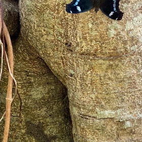 タテハ蝶とヤールーの画像