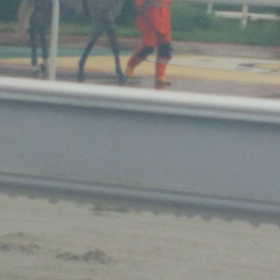 動く芦毛馬☆の画像