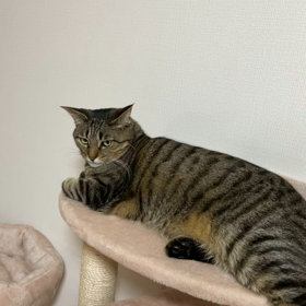となりのとろのサムネイル画像