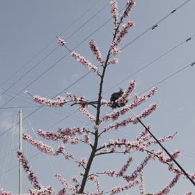 桃満開の画像