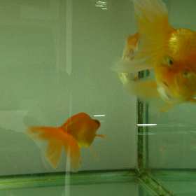 なぜ、中国金魚はこんなにも大型化するのか！？の画像