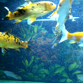 癒しの水槽部屋。の画像