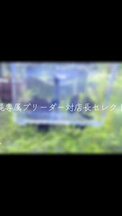 ローキーズ札幌専属ブリーダーVS店長セレクトブランドえびセット完了！の記事動画