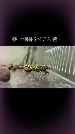 誰でも簡単にえびを増やす方法のYouTubeの記事動画