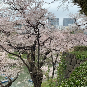 千鳥ヶ淵の画像