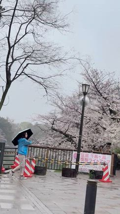 お花見でしたが…の記事動画