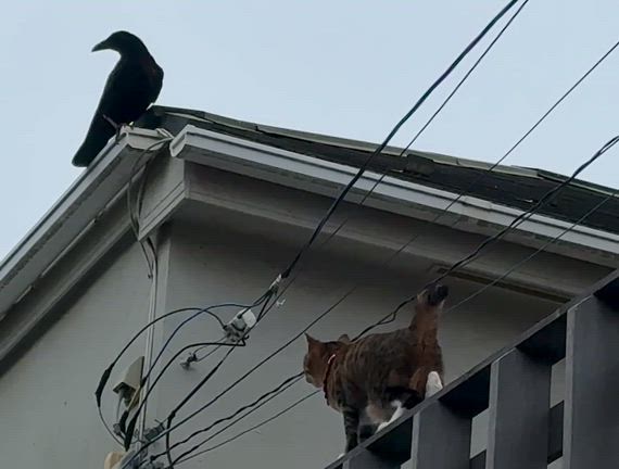 るんるん自転車通勤でカラスvs猫ちゃん見たら〜ビーチクリーンからのキラーサーフ湘南店が行列に〜♪の記事動画