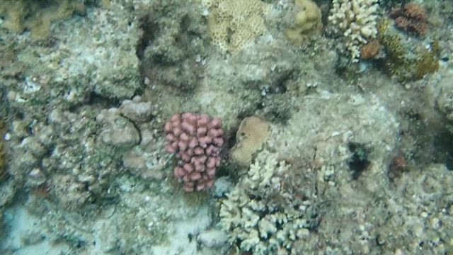 珊瑚礁の彼方にの記事動画