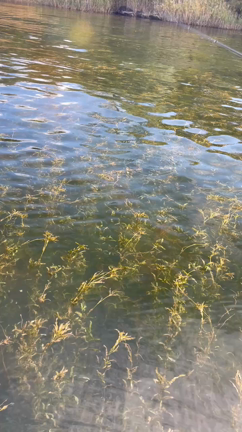 今日の河口湖　放流の記事動画