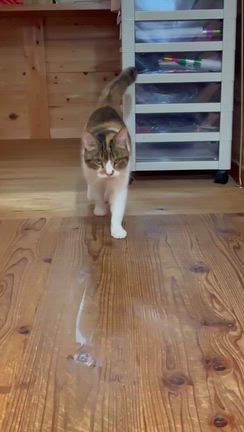 うれしい‼️うれしい‼️うれしい‼️の記事動画