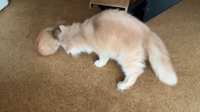 まこらの記事動画