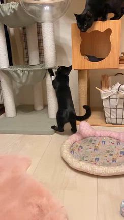真朱（ましゅ）退院しましたの記事動画