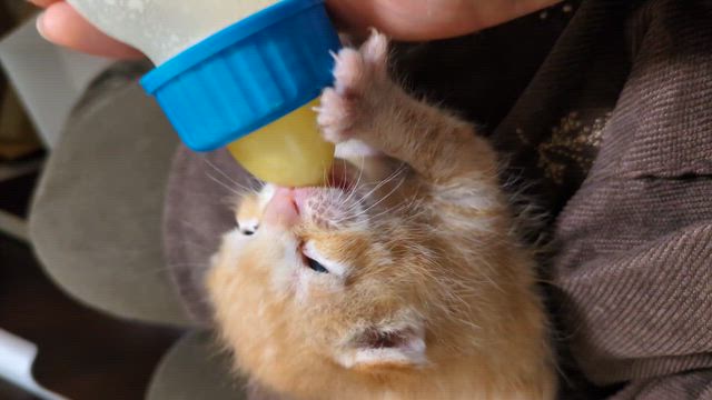 我が家に乳飲み〜がやってきた‼️4 プンプクリン♥️の記事動画